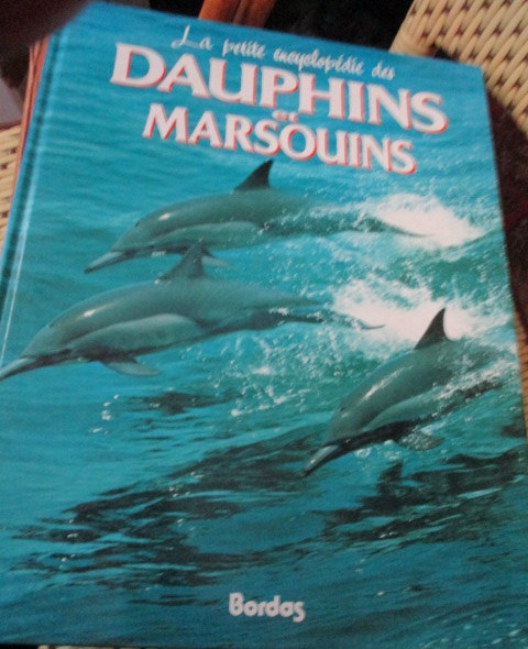 dauphins-marsouins.JPG